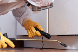 Messie Schädlingsbekämpfung Frechen